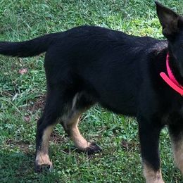 German Shepherds from Vom Haus Legacy