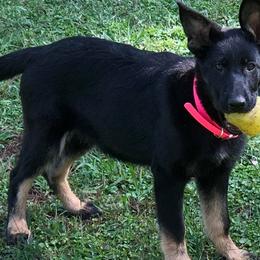 German Shepherds from Vom Haus Legacy