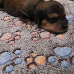 Willow - Red female Dachshund puppy in Port Charlotte, Florida from Belinda's little darlings dachshunds