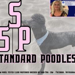 Poodle Puppies from Semmy’s standard Poodle