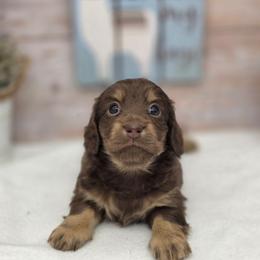 Phoenix - Chocolate and cream female Dachshund puppy in Norwood, Missouri from Madra's Dashing Doxies