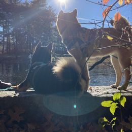 Shiba Inu puppies from My Beloved Shiba LLC