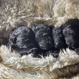 Goldendoodle, Miniature Schnauzer, and Poodle Puppies from 501Doodles