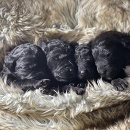 Goldendoodle, Miniature Schnauzer, and Poodle Puppies from 501Doodles