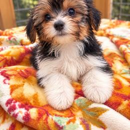 Boy 3 - Parti male Yorkshire Terrier puppy in Loganville, Georgia from The Doggy Empire