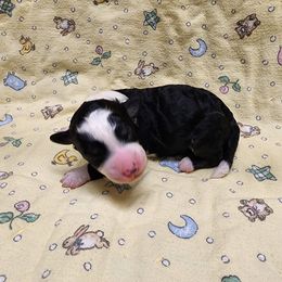 Bernedoodle and Goldendoodle Puppies from Doni Doodles