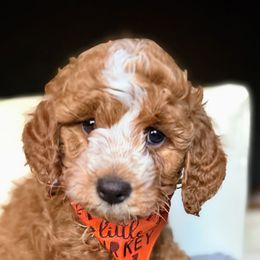 Simon - Red  male Goldendoodle puppy in Pine Grove, California from Lundee Doodles