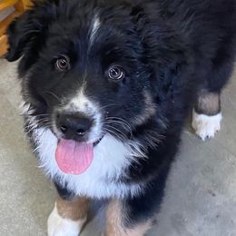 Australian Shepherds from Serenity Acres Aussies
