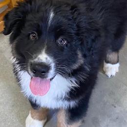 Australian Shepherds from Serenity Acres Aussies