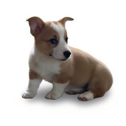 Phoebe - Red female Pembroke Welsh Corgi puppy in Ethridge, Tennessee from Liberty Hill Farm