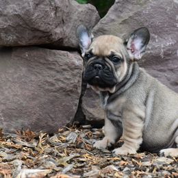 French Bulldog Puppies from Bleu Rock French Bulldogs