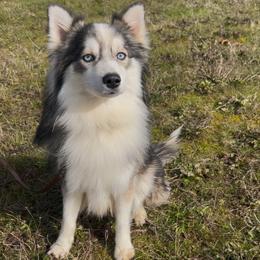 Pomsky puppies from Dollhouse Pomskies