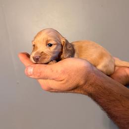 Boy 2 - Red male Dachshund puppy in Conway, Missouri from Ozark Mountain Kennel