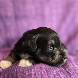 Edison - Black and silver male Miniature Schnauzer puppy in Lebanon, Missouri from Sassy's Classy Canines
