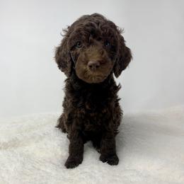 Brooks - Chocolate female Goldendoodle puppy in Calhoun, Georgia from FamilyLoved Doodles
