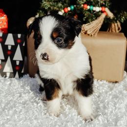 Tri 4 - Black tri male Miniature Australian Shepherd puppy in Perry, Arkansas from Jones ASDR Registered Toy / Mini Aussies