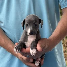 Boy 2 - Blue male Italian Greyhound puppy in Sugar Valley, Georgia from Pinnacle Farm and Kennel