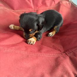 Oreo - Black and tan female Dachshund puppy in Conroe, Texas from Dots Dachshunds