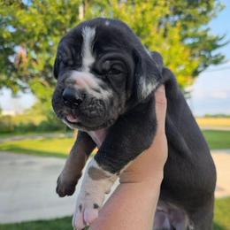 PRINCE Blanketed harlequin tan point - Harlequin male Great Dane puppy in Port Clinton, Ohio from LakeSide Danes