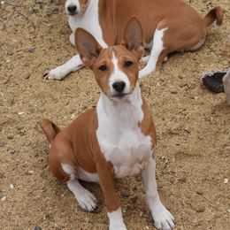 Basenji Puppies from Wild West Basenjis