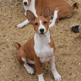 Basenji Puppies from Wild West Basenjis