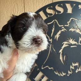 Anna - Parti female Miniature Schnauzer puppy in Fort Worth, Texas from Sissy’s Schnauzers