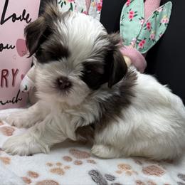 Estes - Liver and white male Shih Tzu puppy in Stafford, Virginia from Bayview Pups