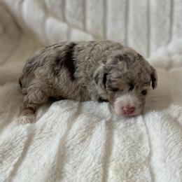 Scarlett - Red merle female Assorted Doodle Crosses puppy in Stuart, Virginia from Lil Aussie Posse