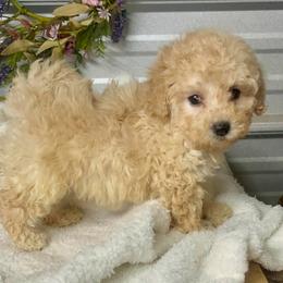 Cosmo - Cream male Poodle puppy in Elgin, South Carolina from Silver Bells Paw Prints