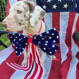 Cypress - Chocolate and white Great Dane puppy in Monroe County, Pennsylvania from Poke-A-Nose Danes