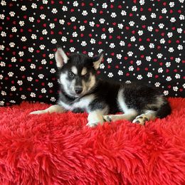 Maverick ♥️ - Black and white Siberian Husky puppy in Fairborn, Ohio from Haven of Free Spirits