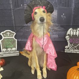 Starr - Silken Windhound