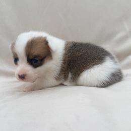 Sable Female - Sable female Pembroke Welsh Corgi puppy in Okeechobee, Florida from Cowtown Corgis & Border Collies