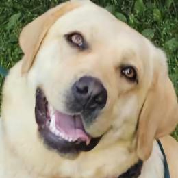 Labrador Retrievers from Pure Gem Kennel