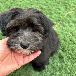 Girl 2 - Stormie - Black Coton de Tulear puppy in Oakhurst, California from Gidget Cotons - ACC