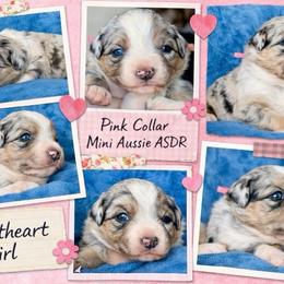 Pink collar - Blue merle female Miniature Australian Shepherd puppy in 32046, Florida from River Hill Ranch