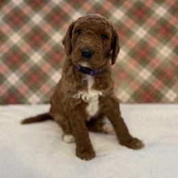 Rocz - Red  female Goldendoodle puppy in Fayetteville, Arkansas from Mountain Grove Doodles
