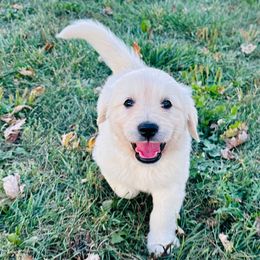 Grey collar - Light golden female Golden Retriever puppy in Decatur, Indiana from Golden Bundles