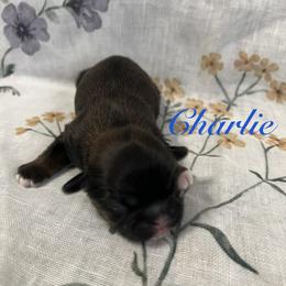 Charlie - Black and tan male Shih Tzu puppy in Hemet, California from Aloha Shih Tzu