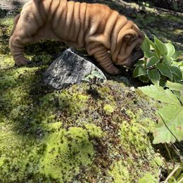 Green collar - Red fawn female Chinese Shar-Pei puppy in North Carolina from Amy Mahaffey's Chinese Shar-Pei