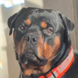 Brutus - Rottweiler