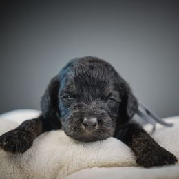 Buck - Black and tan male Cavapoo puppy in Caldwell, Idaho from Boise Doodle Co.