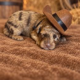 Charles - Merle male Goldendoodle puppy in Millville, California from Hope Lane Kennels