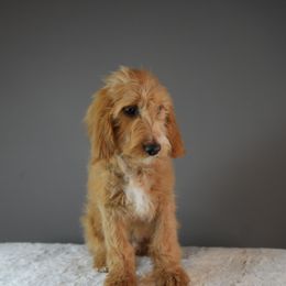 Chester - Cream male Goldendoodle puppy in Caldwell, Idaho from Boise Doodle Co.