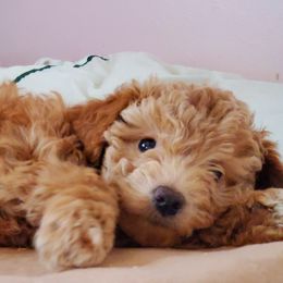 Aussiedoodle and Bernedoodle Puppies from Color Country Doodles