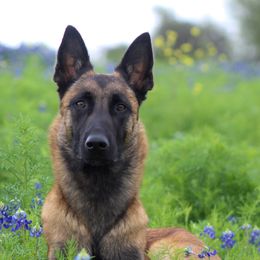 Malady - Belgian Malinois