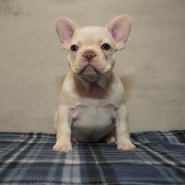 Terra - Cream female French Bulldog puppy in Citrus Heights, California from Cali Rooted Bullyz