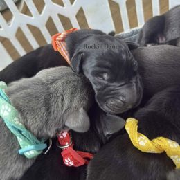 Male - Black male Great Dane puppy in North Branford, Connecticut from Rockin' Danes