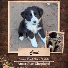 Coal - Black & white male Australian Shepherd puppy in Citra, Florida from AEW Farm