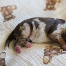 Merlin - Red merle male Miniature Australian Shepherd puppy in Melbourne, Florida from True Spirited Aussies